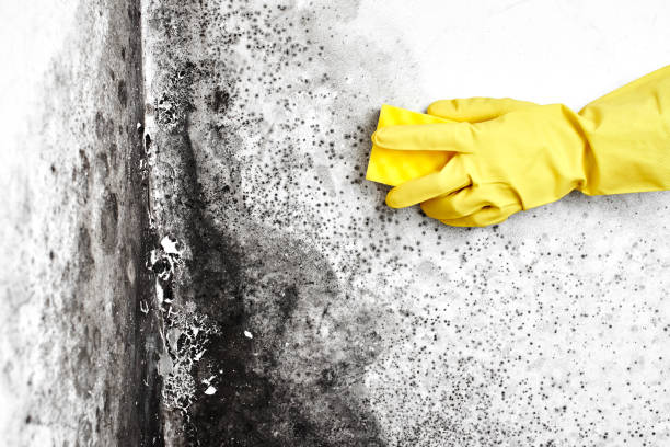 Best Attic Mold Removal  in Underwood Petersville, AL