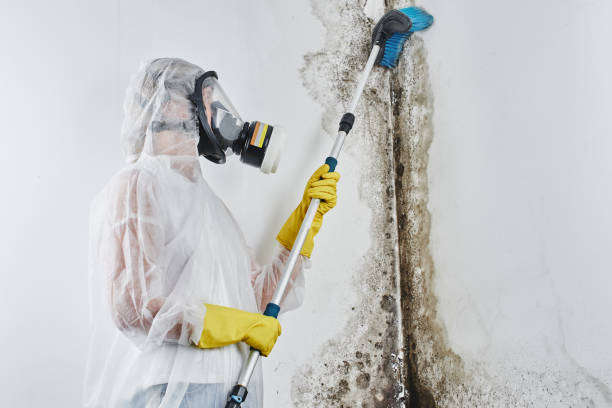 Crawl Space Mold Removal in Underwood Petersville, AL