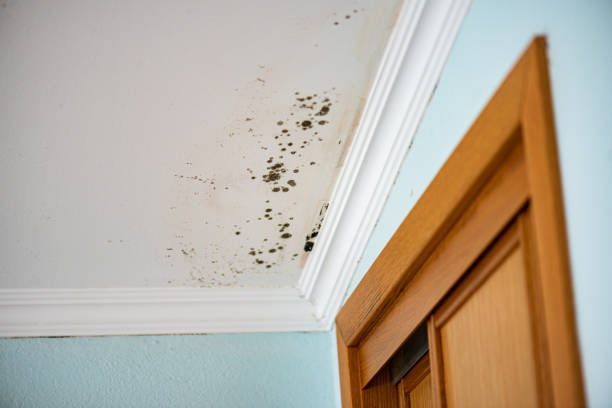 Best Black Mold Removal  in Underwood Petersville, AL