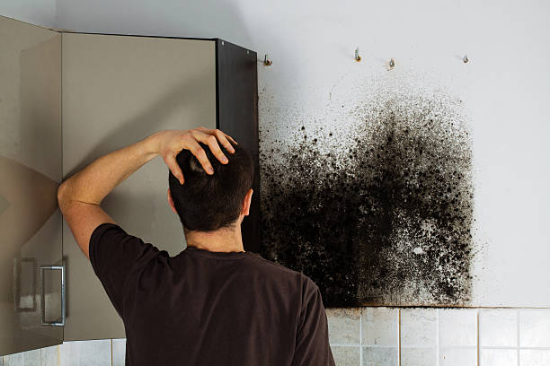Home Mold Removal in Underwood Petersville, AL