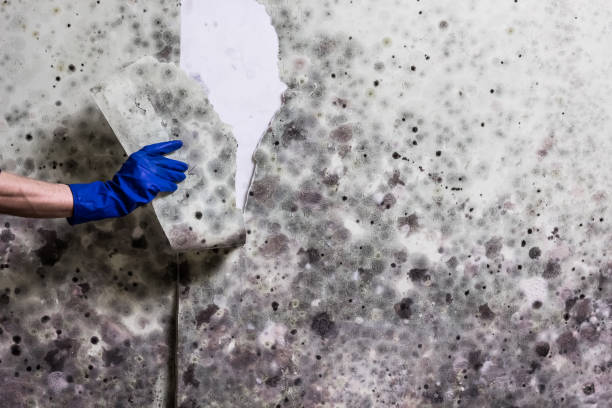 Best Home Mold Removal  in Underwood Petersville, AL