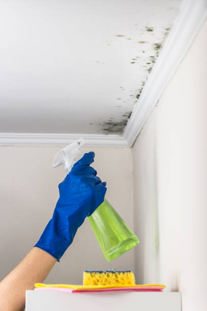 Best Mold Testing  in Underwood Petersville, AL